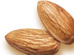Almond Single Right